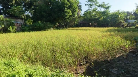 A vibrant field basks in the sun creating a landscape Stock Footage 322766529