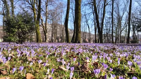 Vibrant field of crocus flowers. Stock Footage 311176631