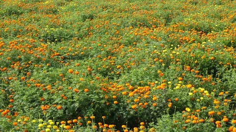 Vibrant Field of Marigolds Stock Footage 333950660