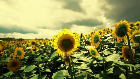 A vibrant field of sunflowers under a dramatic sky on a summer afternoon Illustrazione stock