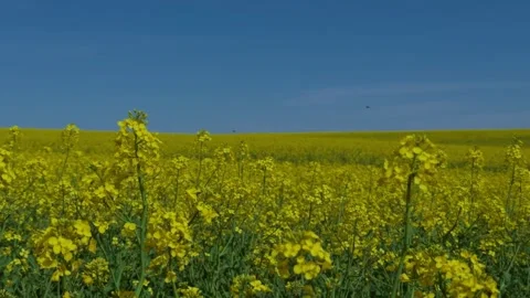 Vibrant Fields Filled with Bright Yellow Flowers Beneath a Clear and Gorgeous Stock Footage 313286625