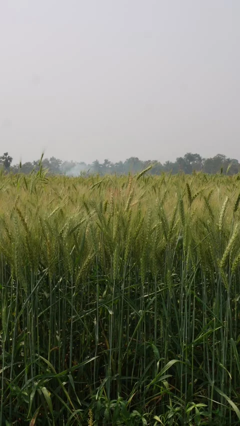 Vibrant fields of green wheat crops 스톡 동영상 332589675