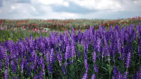 Vibrant fields of purple lavender and wildflowers under a cloudy sky Illustrazione stock
