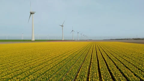 The vibrant fields with windmill turbines symbolize the Netherlands commitment Stockbeeldmateriaal 280899310