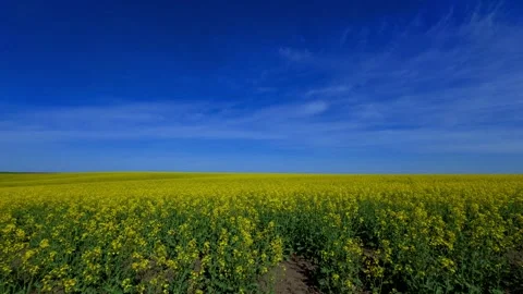 Vibrant fields of yellow flowers stretch endlessly under clear blue skies, a Stock Footage 308197416