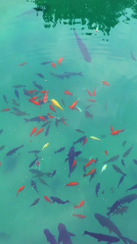 Vibrant Fish School in Clear Turquoise Water Stock Footage 331184958