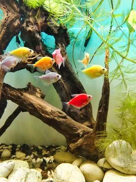 Vibrant fish swim gracefully through clear water. Stock Photos