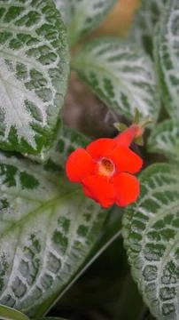 Vibrant flame violet or in latin episcia cupreata hook hanst red orange flo.. Fotos Stock