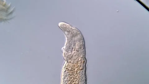 Vibrant Flatworm Swimming in Microscopic Environment 库存影片 317210999