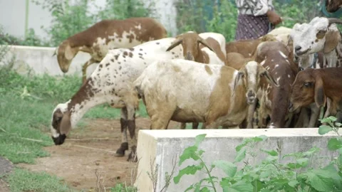 Vibrant Flock - A Whimsy of Gobs in the Wild Stock Footage 320922870