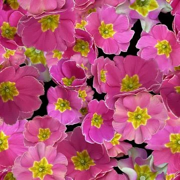 Vibrant floral pattern showcasing pink petals with yellow centers, ideal for Stock Illustration