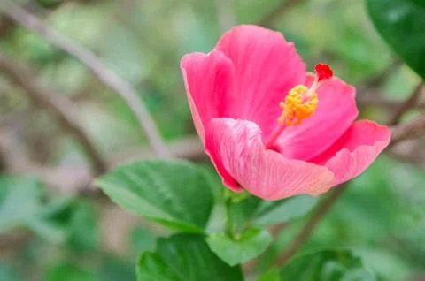 Vibrant flower background Stock Photos