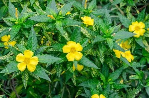 Vibrant flower background Stock Photos