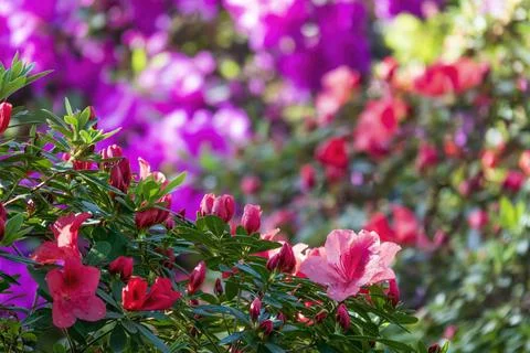 Vibrant flower background 스톡 사진