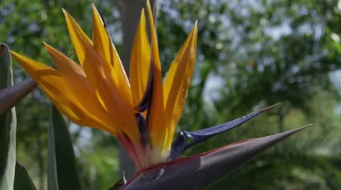 Vibrant Flower with Beautiful Camera Motion Stock Footage 55649023