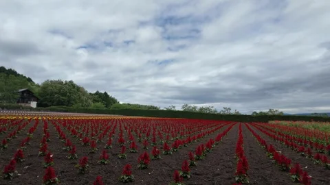 Vibrant Flower Field under Cloudy Sky Stock Footage 313838298