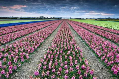 Vibrant flower fields bloom under a moody sky in springtime Stock Photos