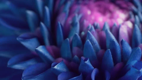 Vibrant flower macro Stock Footage 132174435
