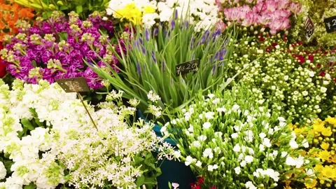A vibrant flower market in motion with an array of colorful blooms on displ.. Stock Footage 333351339