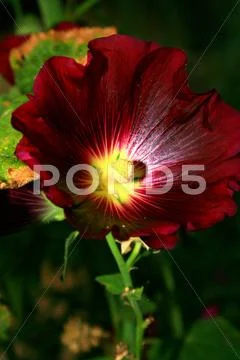 Vibrant flower Stock Photos