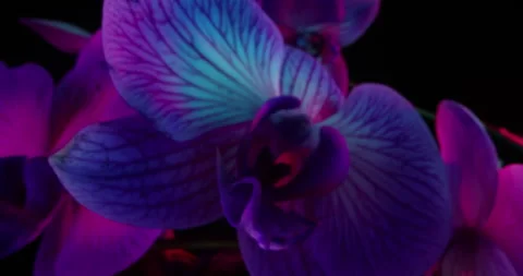 Vibrant Flower Pull Stock Footage 337142296
