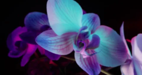 Vibrant Flower Push Stock Footage 337142295