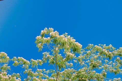 Vibrant flowering tree basking under a clear blue sky during midday Stock-Fotos