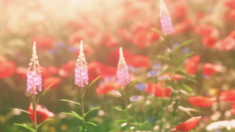Vibrant flowers bloom in a field during bright daylight in springtime Stockbeeldmateriaal 340625886
