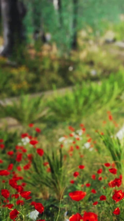 Vibrant flowers grow along a pathway in a garden during daylight hours Stock Footage 346677640