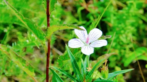 Vibrant flowers on the meadow 库存影片 10822278
