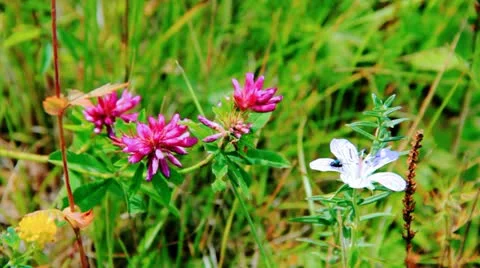 Vibrant flowers on the meadow Vidéo 10822298