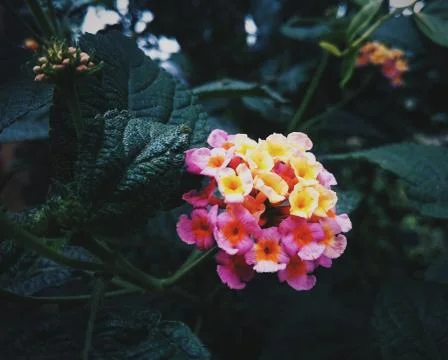 Vibrant flowers Stock Photos
