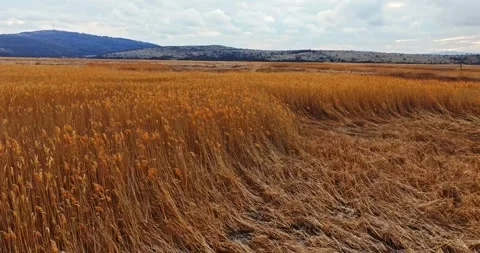Vibrant Fly Over Dried Out Marsh Swamp Weeds Cold Windy Rough Area Colorado Usa Stock Footage 300441432