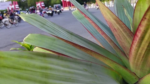 Vibrant foliage of greenery with red edges set against a street scene bustling Stock Footage 309842686