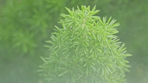 Vibrant Foliage Immersed in Refreshing Water Spray with Glistening Droplets Stockbeeldmateriaal 324605587