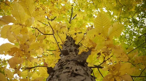 Vibrant Foliage Leaves on tree Stock Footage 33060717