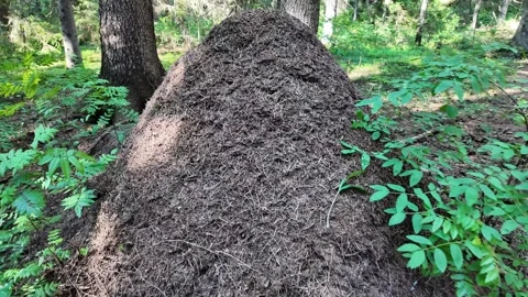 Vibrant forest anthill, Earth Day symbol Stock Footage 280024277