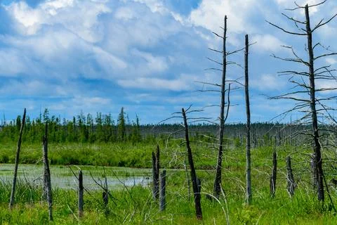 A vibrant forest backdrop with dead trees and stumps Fotos de archivo