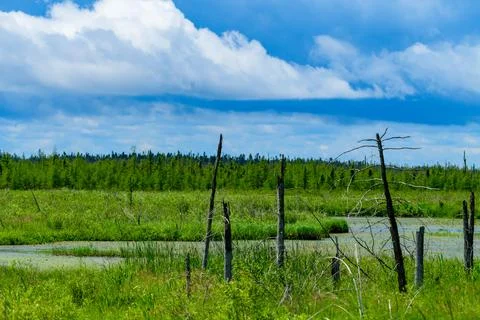 A vibrant forest backdrop with dead trees and stumps Stock Photos