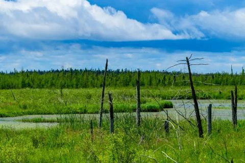 A vibrant forest backdrop with dead trees and stumps Stock Photos