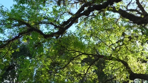 Vibrant Forest Crown: Sunlight Illuminating Fresh Green Foliage and Tree Limbs 스톡 동영상 342779692