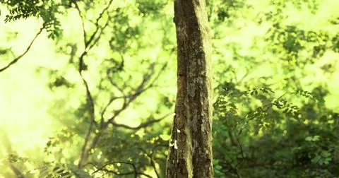 Vibrant forest landscape capturing the beauty of nature during daytime Illustrazione stock
