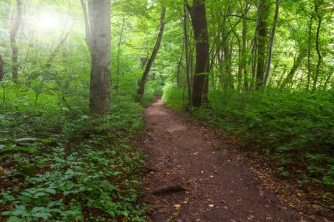 Vibrant forest path Stock Photos