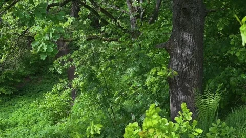 In a vibrant forest, sunlight filters through the dense leaves, highlighting a Stock Footage 339024289