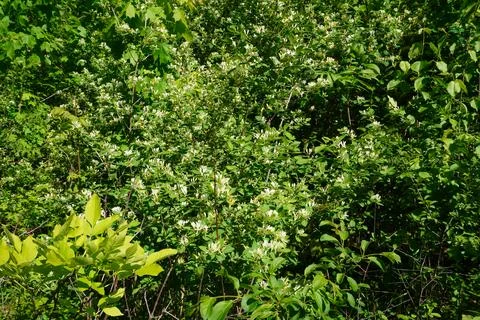 A vibrant full frame medium shot of a dense green bush Stock-Fotos