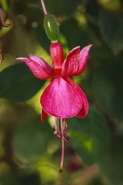 Vibrant Fuscia flower. Stock Photos