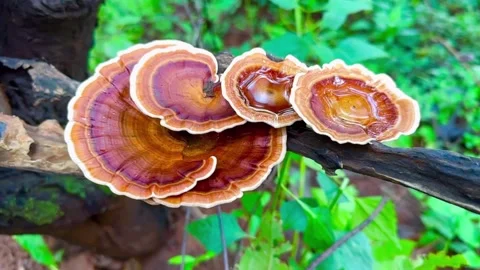 Vibrant Ganoderma Mushrooms Cluster on Dark Branch in Lush Green Foliage Stock-Footage 295745476