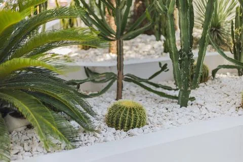 A vibrant garden features various cacti and tropical plants arranged on white Stock Photos