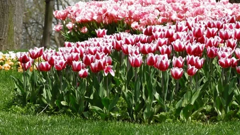 Vibrant garden with rows of pink and white tulips in full bloom, set agains.. Stock Footage 277761799