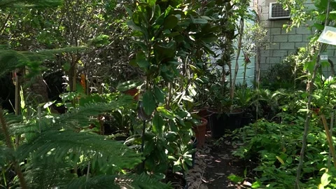 Vibrant Garden Scene Stock Footage 317472708
